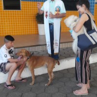 Bênção aos Animais 04 10 2019 (1)